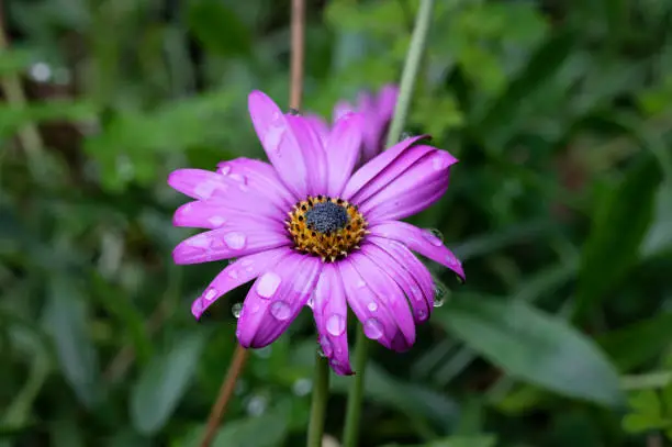 Rain drops on the petals of a purple flower