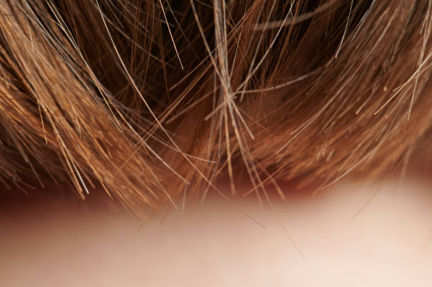 istock Brown hair lines macro view 1342603555