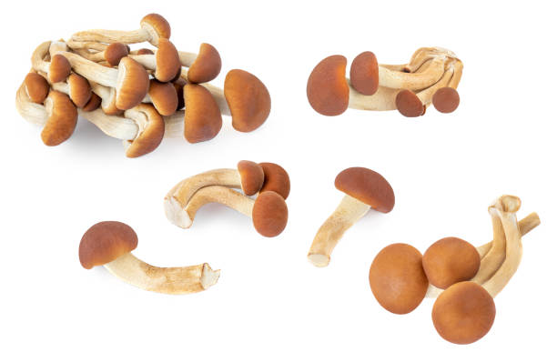 흰색 배경에 고립 된 신선한 시메지 또는 갈색 너도밤 나무 버섯.  버섯 컬렉션 클로즈업 - 만가닥 버섯 뉴스 사진 이미지