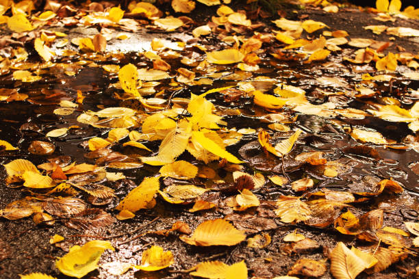 istock Yellow autumn leaves on the asphalt close up 1342605499