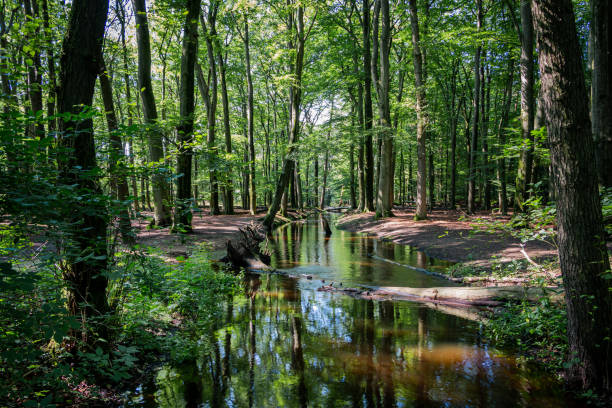 istock A stream called 'the Leuvenumse Brook' 1342605875