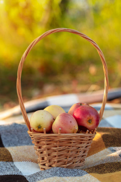 istock A basket with apples in nature stands on a picnic blanket 1342606788