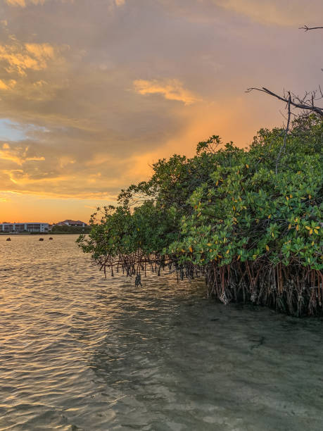 istock Tropical sky sunset on Memorial Day in Florida 1342607559