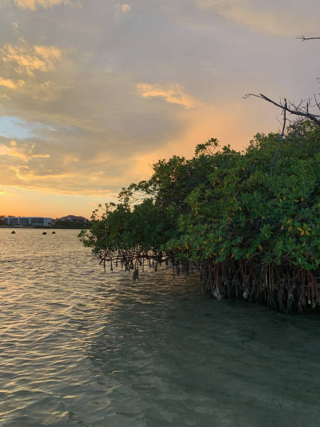 istock Tropical sky sunset on summer Day in Florida 1342607567