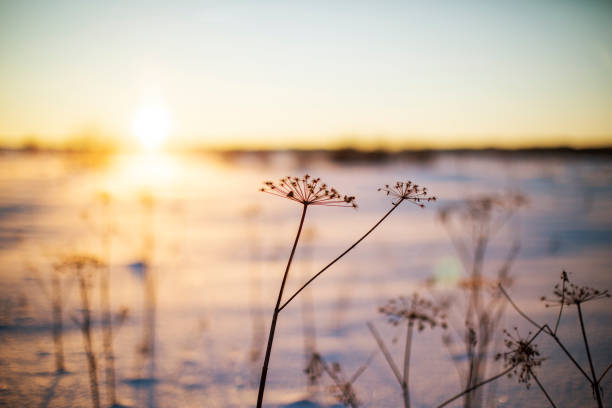 Campo sotto la neve - foto stock