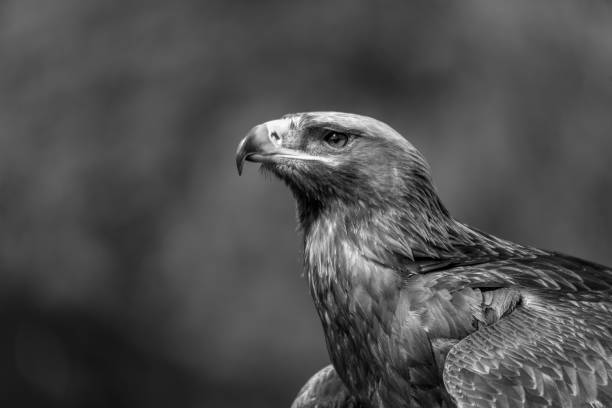 istock Mono close-up of golden eagle looking up 1342607917