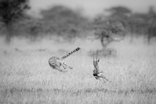 mono gepard goniący gazele thomsona w cierniach - thomsons gazelle zdjęcia i obrazy z banku zdjęć