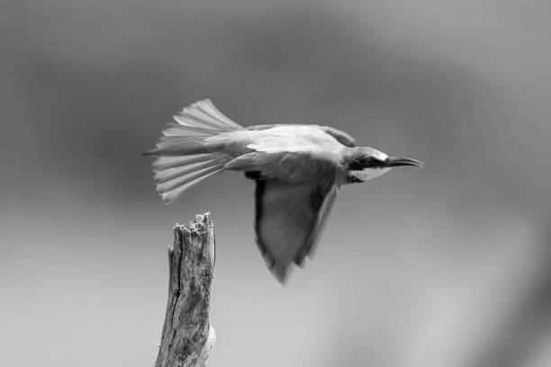 istock Mono European bee-eater flies past tree stump 1342607954