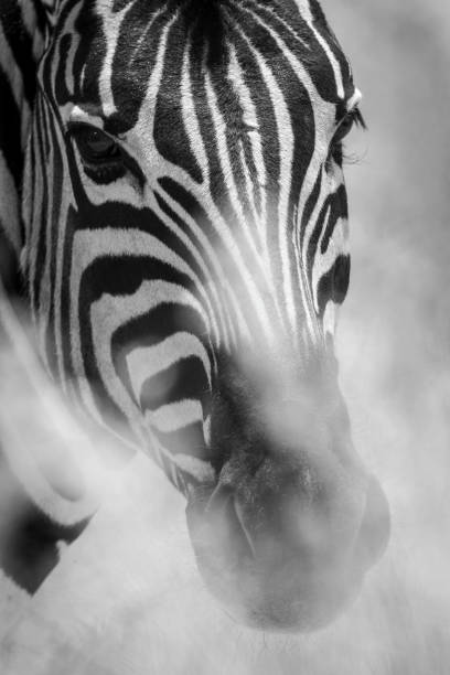 istock Mono close-up of plains zebra with catchlight 1342608041