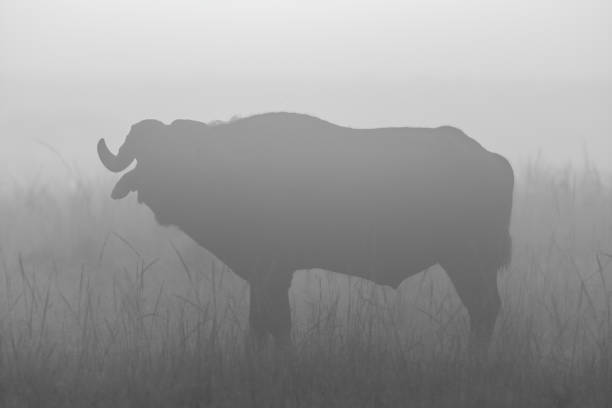 Cape Buffalo. Tsavo East National Park, Kenya
