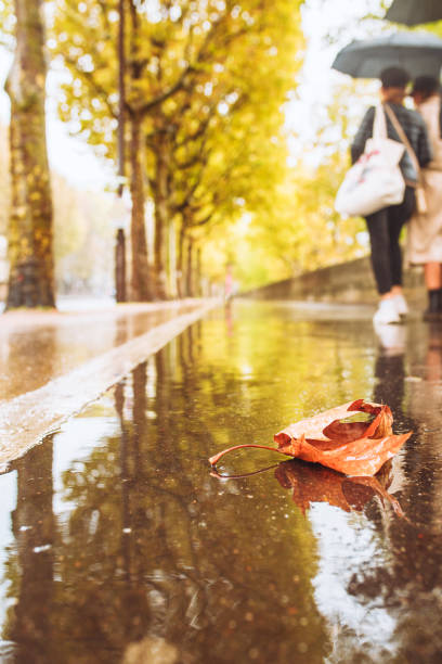 istock Yellow maple leaf on a wet shiny sidewalk 1342609037