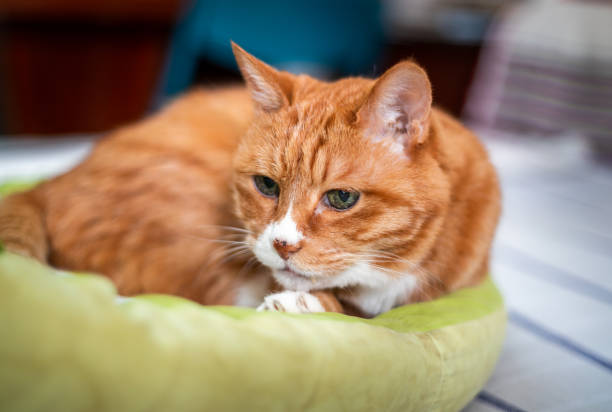 istock Ginger cat years on the bed in a blanket. cozy home and relax concept 1342609933