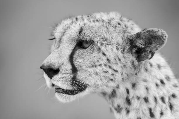 istock Mono close-up of cheetah head with bokeh 1342610131