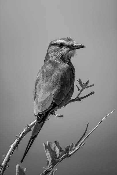 istock Mono lilac-breasted roller with catchlight on branch 1342610149