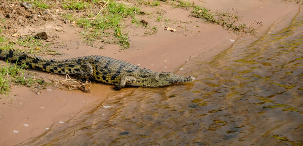 istock Nile crocodile in the Chobe River in Botswana. 1342610236
