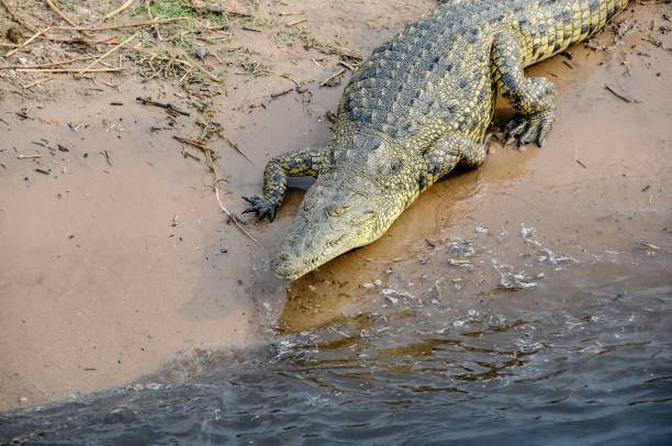istock Nile crocodile in the Chobe River in Botswana. 1342610238