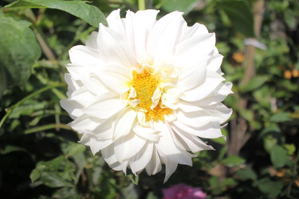 istock very pretty white flowers in the garden 1342610251