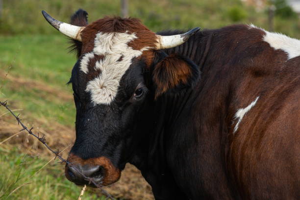 istock cows graze on the green grass of the mountain slope 1342612995
