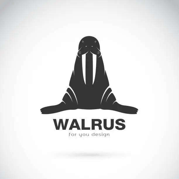 Vector illustration of Vector of walrus design on white background. Easy editable layered vector illustration. Wild Animals.