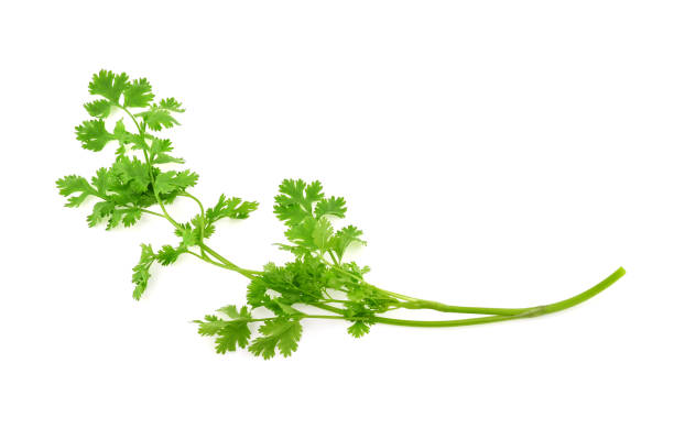 istock Fresh coriander leaves on white background 1342616446