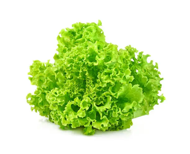 Photo of green oak lettuce isolated on white background