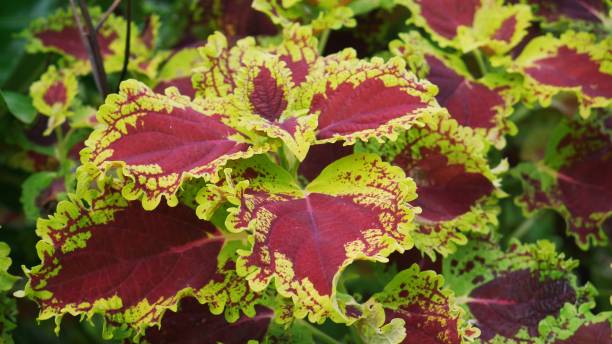 istock tropical plant Coleus leaves 1342617700