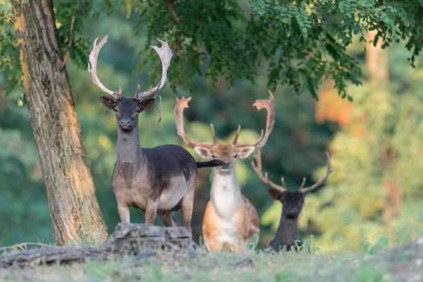 istock Herd of Fallow deer males at sunset (Dama dama) 1342618319