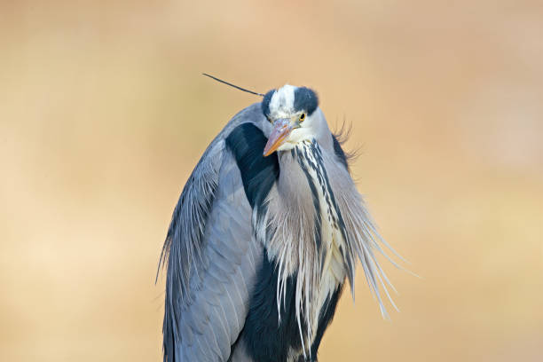 istock Portrait of a grey heron (Ardea cinerea) perched and preening in a harbor in Germany. 1342618413