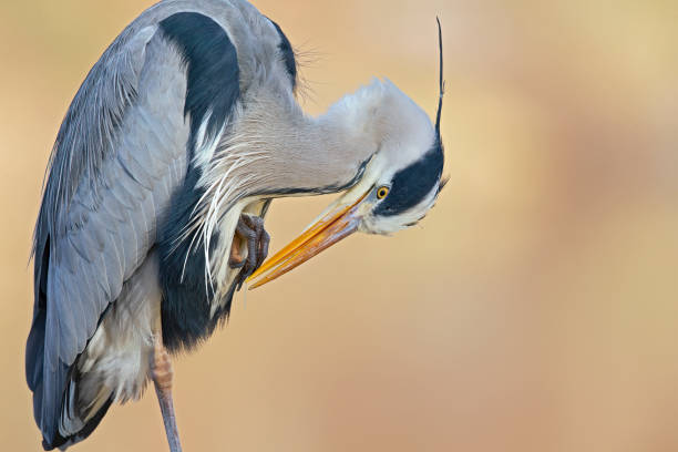 istock Portrait of a grey heron (Ardea cinerea) perched and preening in a harbor in Germany. 1342618496