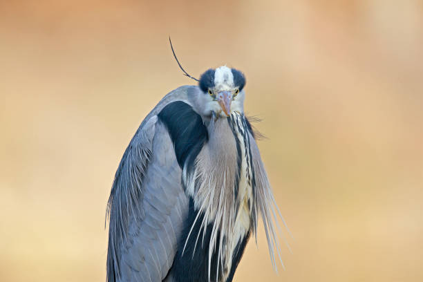 istock Portrait of a grey heron (Ardea cinerea) perched and preening in a harbor in Germany. 1342618525