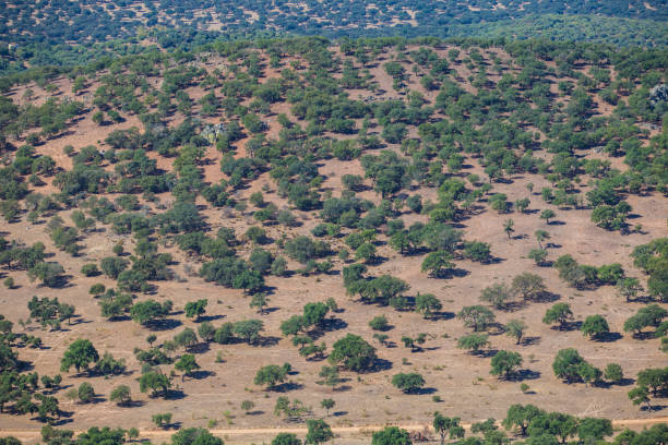 istock Dehesa aerial view, typical pastoral management states 1342619581