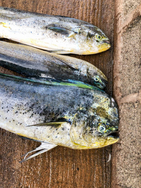 istock raw fishes from ocean in asia 1342619643