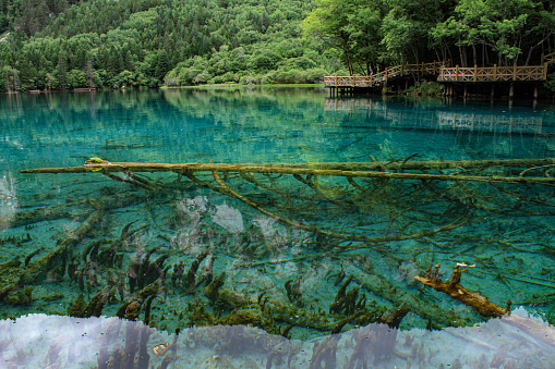 Ultramarine water in the travertine pools of the reserve