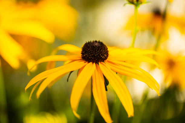 istock black-eyed susann in autumn 1342619916