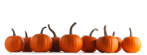 istock Pumpkins in a row isolated on white 1342619986