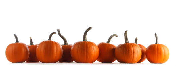 Pumpkins in a row isolated on white stock photo