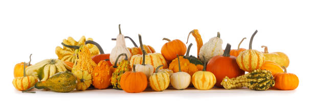 istock Harvested pumpkins isolated on white background 1342620012