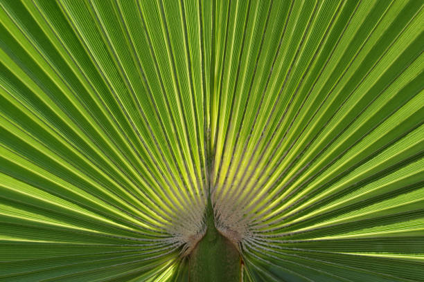 istock Palm Leaves texture with shadow.Tropical palm leaves. floral pattern background.Palm leaves on which a good shadow falls. Graphic drawing on a palm leaf. Natural patterns.Natural beautiful background. 1342620799