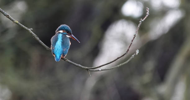istock A beautiful selective focus shot of a female kingfisher perching on a bare tree branch against a blurred background. 1342622043