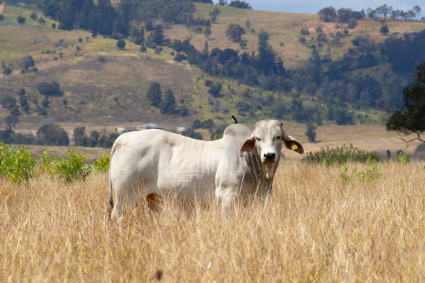 One bull with bird on his back looking at camera