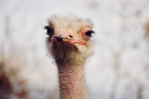 Focusing on Ostrich Face