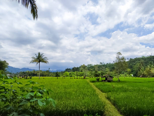 istock beautiful scenery in a green rice field 1342622138