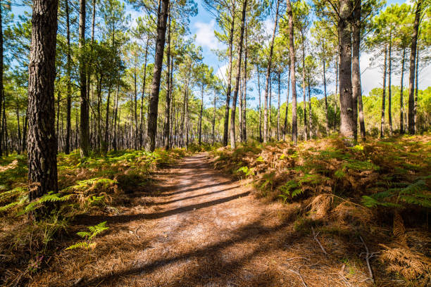landscape of a pine forest and ferns pine forest in the south west of France taken with a wide angle fern photos stock pictures, royalty-free photos & images