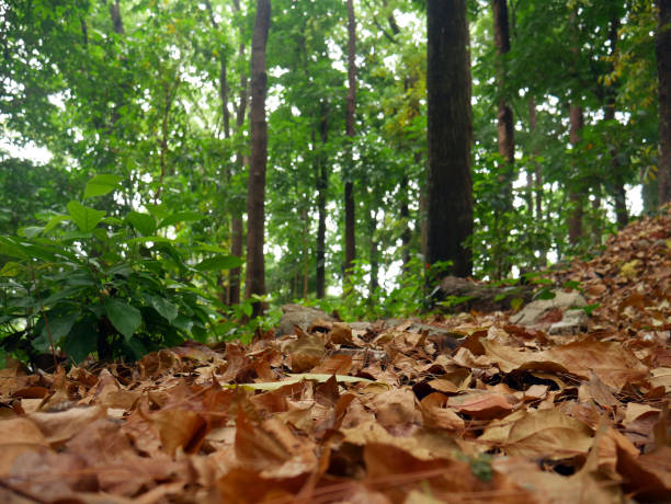 Forest natural autumn background. Red, brown and orange autumn leaves background. Space for text.