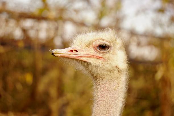 istock Side Profile from Neck to the Head of an Ostrich 1342623652