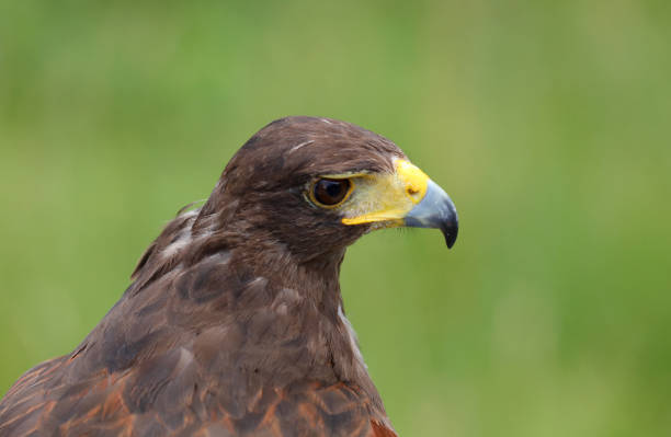 istock Big bird called Hawk of Harris or Peuco 1342624619