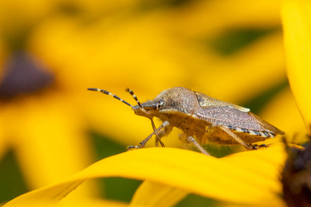 istock Brown marmorated stink bug on (Halyomorpha halyson) Rudbeckia 'Goldsturm' 1342624835