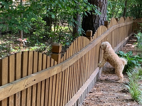 Goldendoodle watching a resting deer