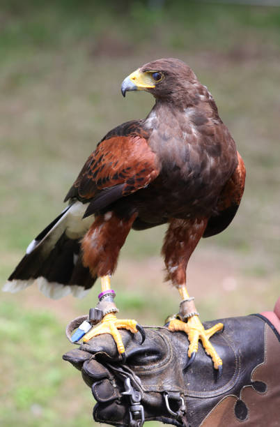 istock Big bird called Hawk of Harris or Peuco 1342625654