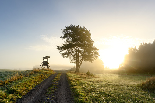 A hunting tower and a pine tree in an open field were photographed on a foggy morning